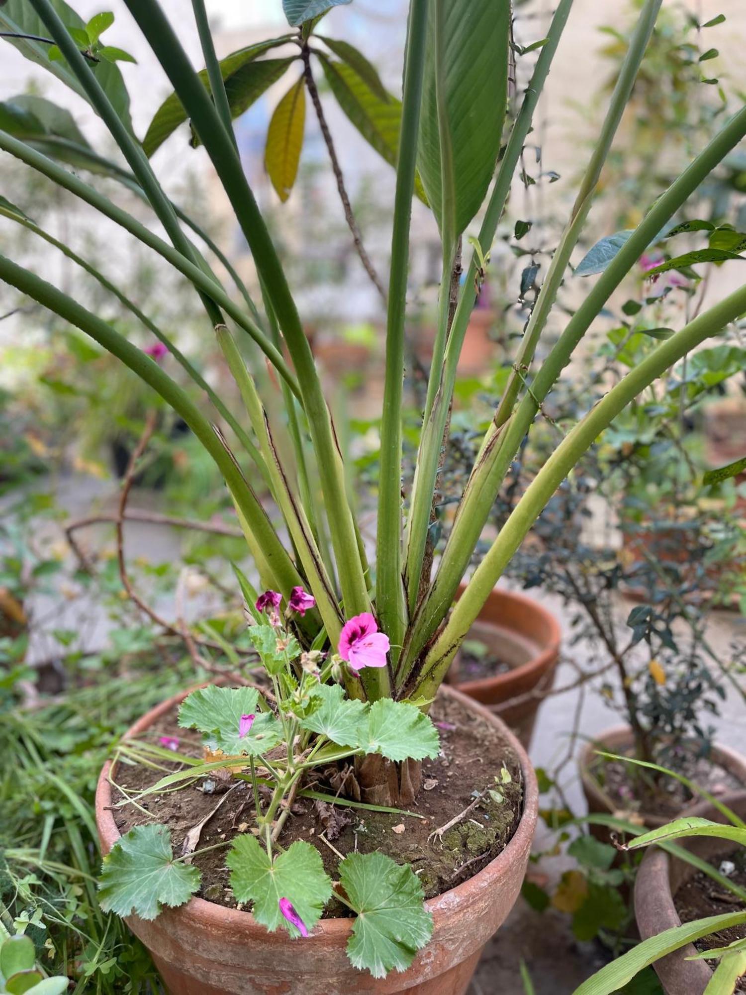 Oasis Apartamento